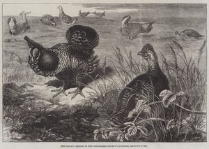 Prairie Grouse Zoological Societyn puutarhoissa, Regent